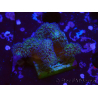 WYSIWYG - Stylophora Pink and Green Bush 1G3