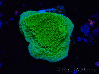 WYSIWYG Montipora Platte Gelb/Grün