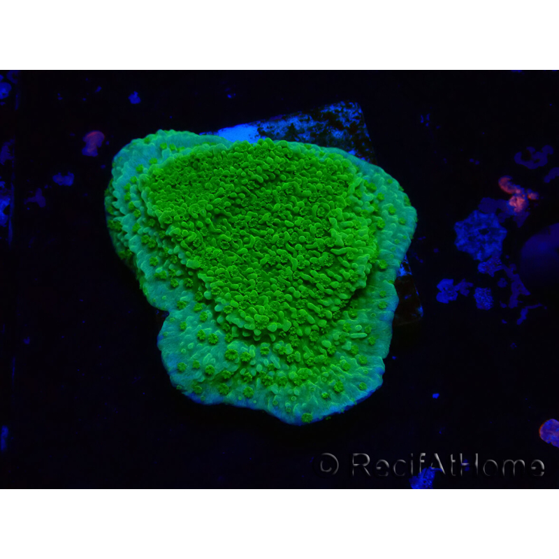 WYSIWYG Montipora Plateau Jaune/Vert 1G5