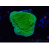 WYSIWYG Montipora Plateau Jaune/Vert
