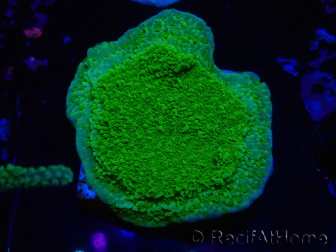 WYSIWYG Montipora Plato Amarillo/Verde