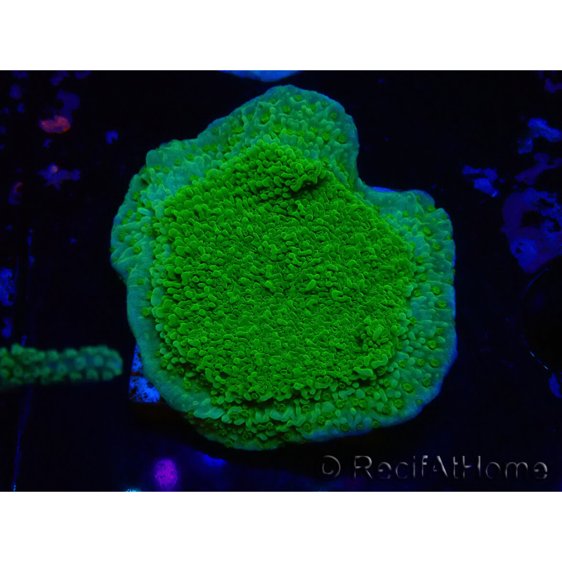 WYSIWYG Montipora-Plateau Gelb/Grün