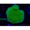 WYSIWYG Montipora Plato Amarillo/Verde