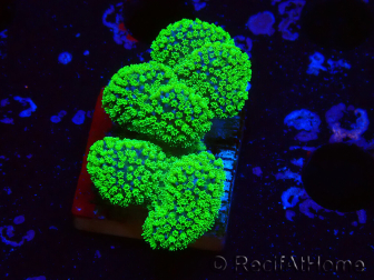 WYSIWYG Stylophora Rosa pólipos verde fluorescente