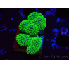 WYSIWYG Stylophora Rose with fluorescent green polyps
