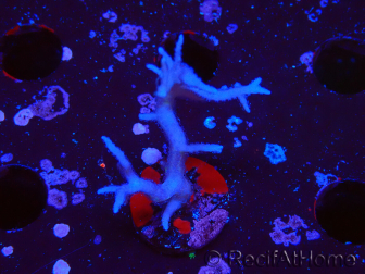 WYSIWYG Seriatopora histrix rosa