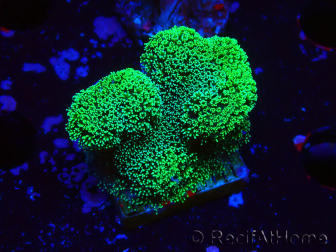 WYSIWYG Stylophora Green Fluo
