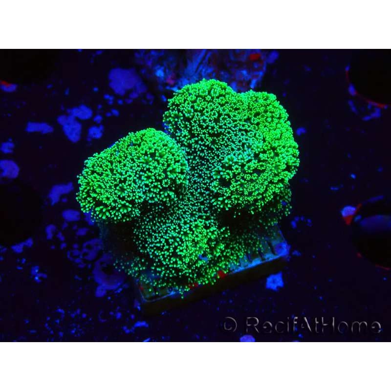WYSIWYG Stylophora Green Fluo