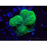 WYSIWYG Stylophora Verde Fluo