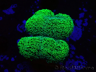 WYSIWYG Stylophora Grün Fluo