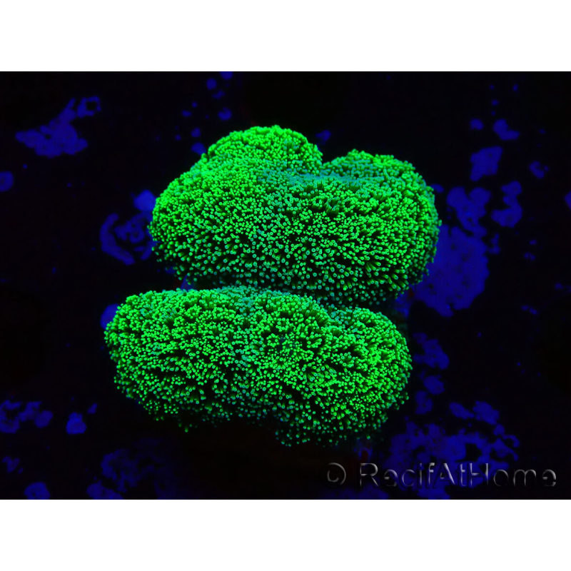 WYSIWYG Stylophora Verde Fluorescente