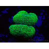 WYSIWYG Stylophora Verde Fluorescente