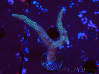 WYSIWYG Seriatopora caliendrum Pink