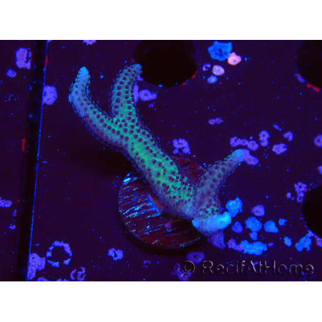 WYSIWYG Seriatopora caliendrum Pink