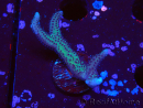WYSIWYG Seriatopora caliendrum Pink