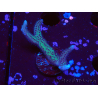 WYSIWYG Seriatopora caliendrum Rosa