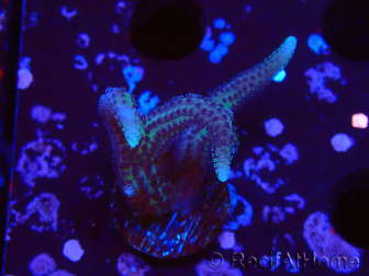 WYSIWYG Seriatopora caliendrum Pink