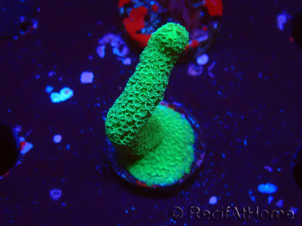 WYSIWYG- Montipora digitata vert