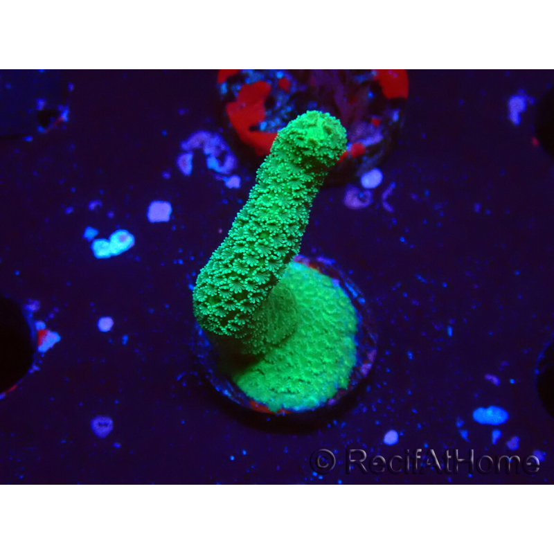 WYSIWYG- Montipora digitata grün