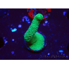 WYSIWYG- Montipora digitata vert 1N1