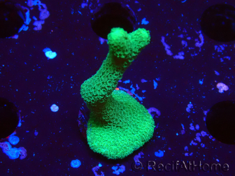WYSIWYG- Montipora digitata vert