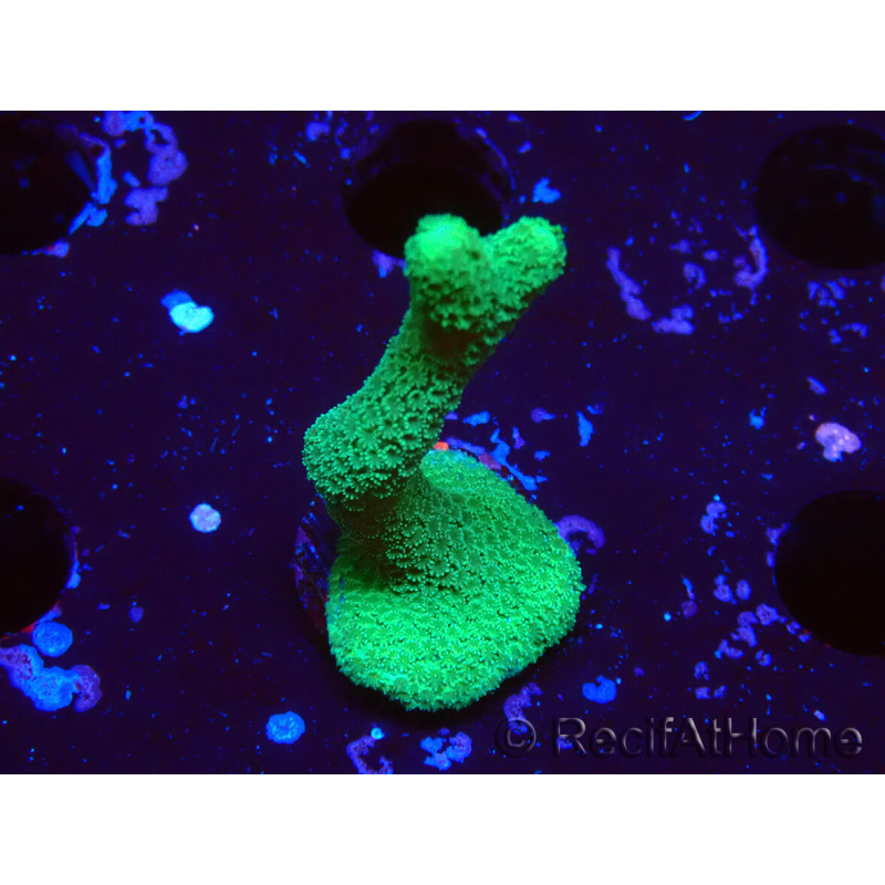 WYSIWYG- Montipora digitata grün