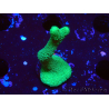 WYSIWYG - Montipora digitata verde