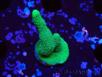 WYSIWYG- Montipora digitata verde