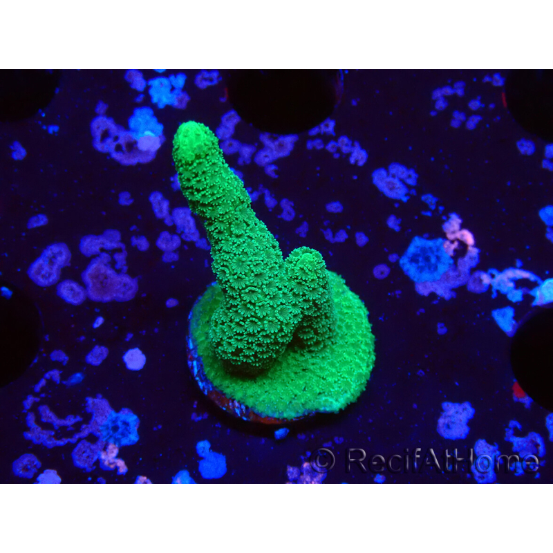 WYSIWYG- Montipora digitata vert