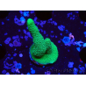 WYSIWYG- Montipora digitata vert 1N3