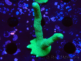 WYSIWYG- Montipora digitata grün