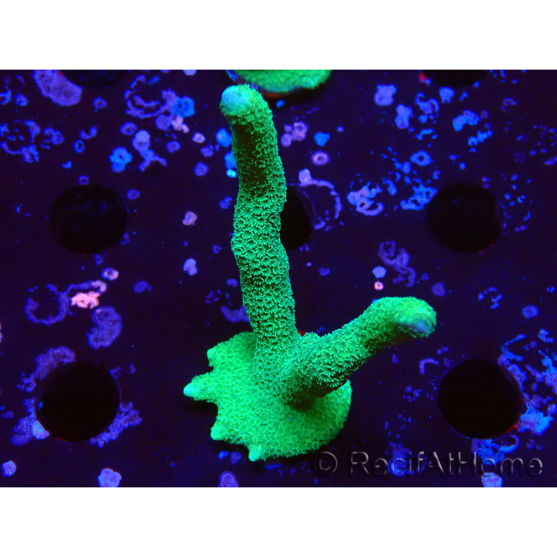 WYSIWYG - Green Montipora digitata