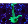 WYSIWYG- Montipora digitata vert 1N4