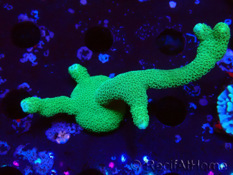 WYSIWYG- Montipora digitata grün