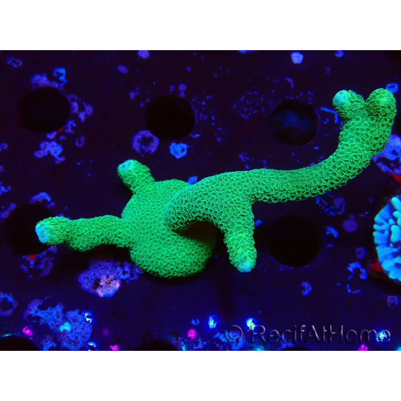 WYSIWYG- Montipora digitata verde