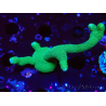 WYSIWYG- Montipora digitata vert 1N5
