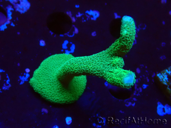 WYSIWYG - Green Montipora digitata