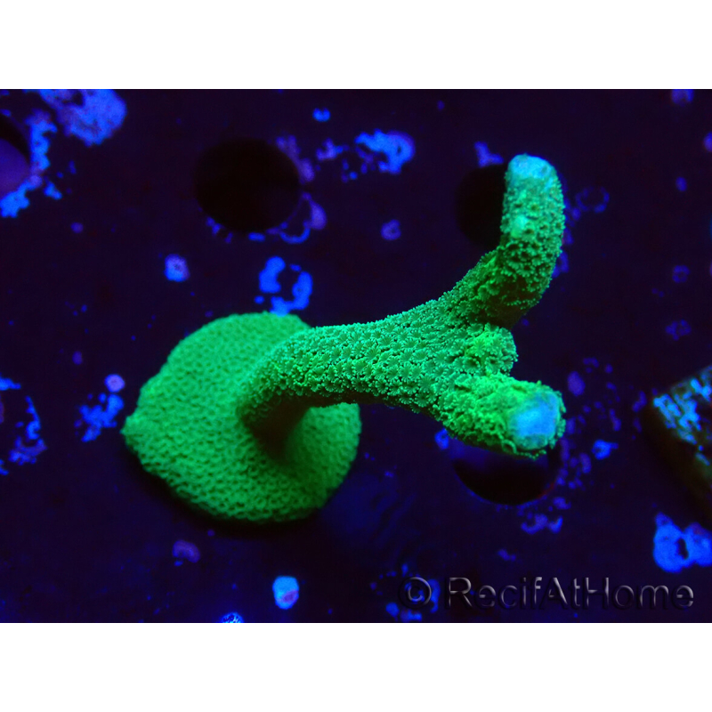 WYSIWYG - Montipora digitata grün