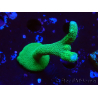 WYSIWYG- Montipora digitata vert 1N6