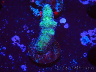 WYSIWYG Seriatopora Bird of Paradise 1O1