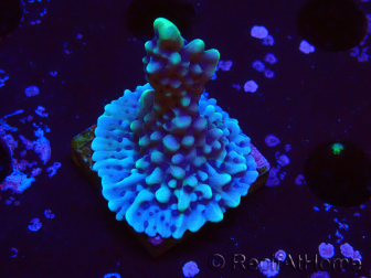 WYSIWYG Montipora undata 1O4