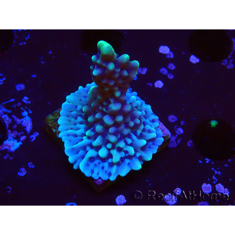 WYSIWYG Montipora undata