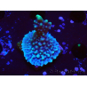 WYSIWYG Montipora undata