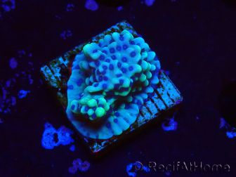 WYSIWYG Montipora undata 1O6