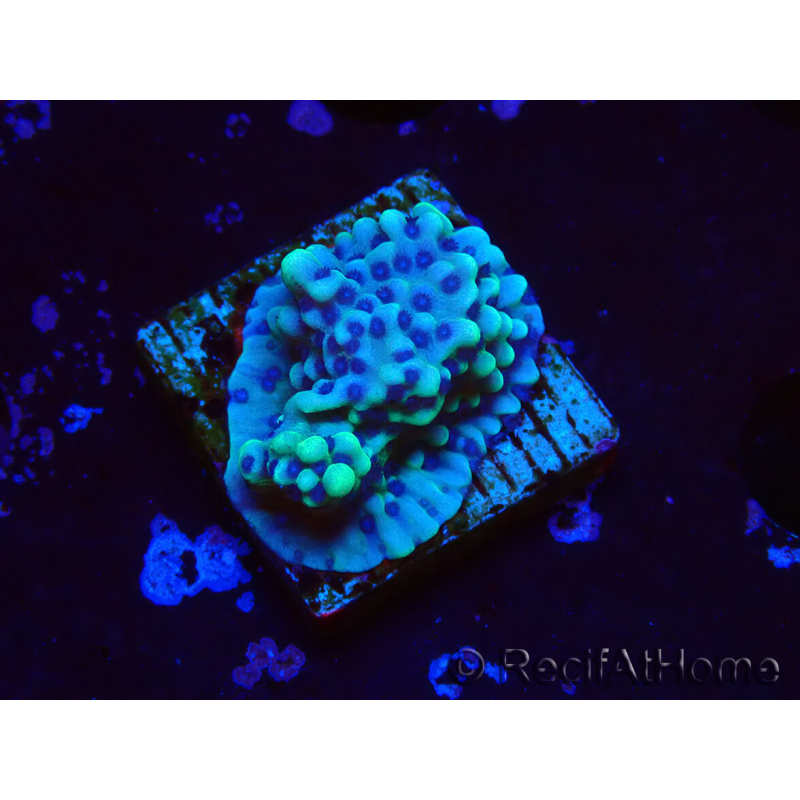 WYSIWYG Montipora undata