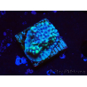 WYSIWYG Montipora undata