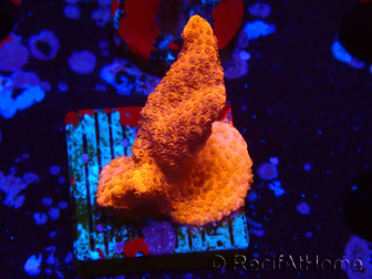 WYSIWYG red montipora grows red