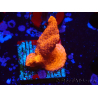 WYSIWYG montipora roja crece roja