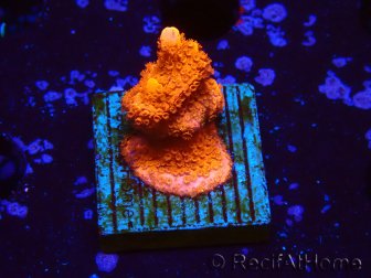 WYSIWYG Montipora rot wächst rot