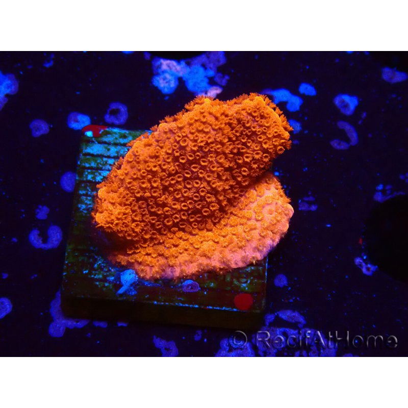 WYSIWYG Montipora rot wächst rot